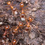 Ameisenhaufen im Garten bekämpfen