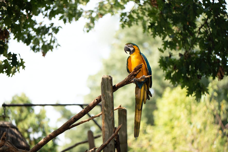 Tipps für den Schutz des Gartens vor Vögeln