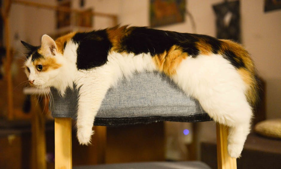Maßnahmen gegen fremde Katzen im Garten