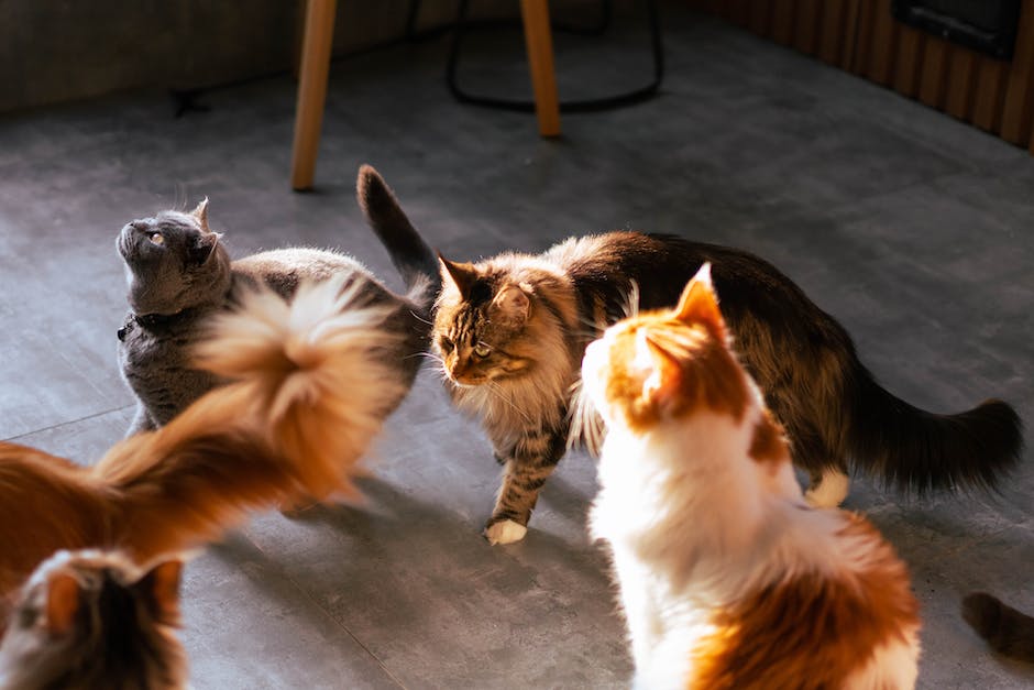 Wie du deinen Garten vor Katzen schützt Diese 5 Tipps helfen dir!
