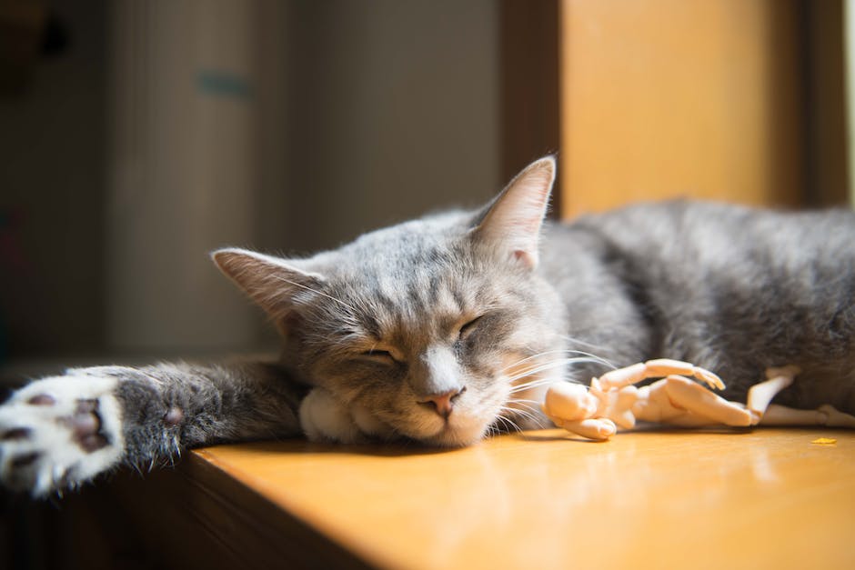 Katzen aus dem Garten fernhalten