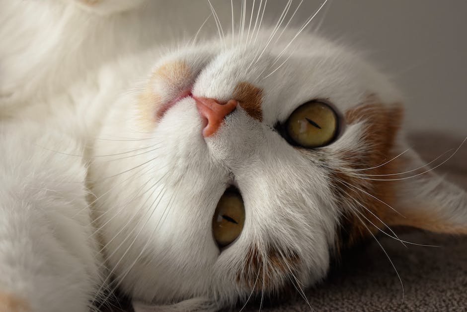  Katzen erfolgreich aus dem Garten vertreiben