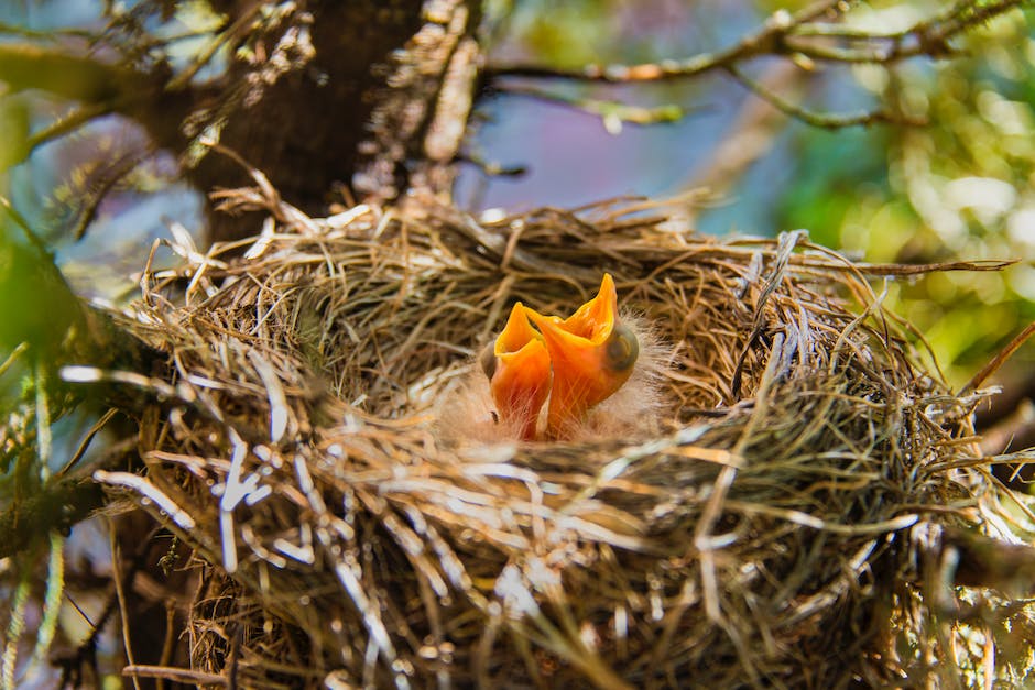 Wo Wohnen Ratten Im Garten? Hier sind die Antworten und Tipps!