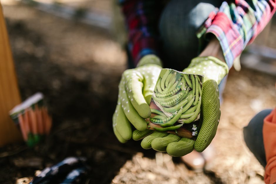 Gartentipps für Sonntag - Aktivitäten und Ideen