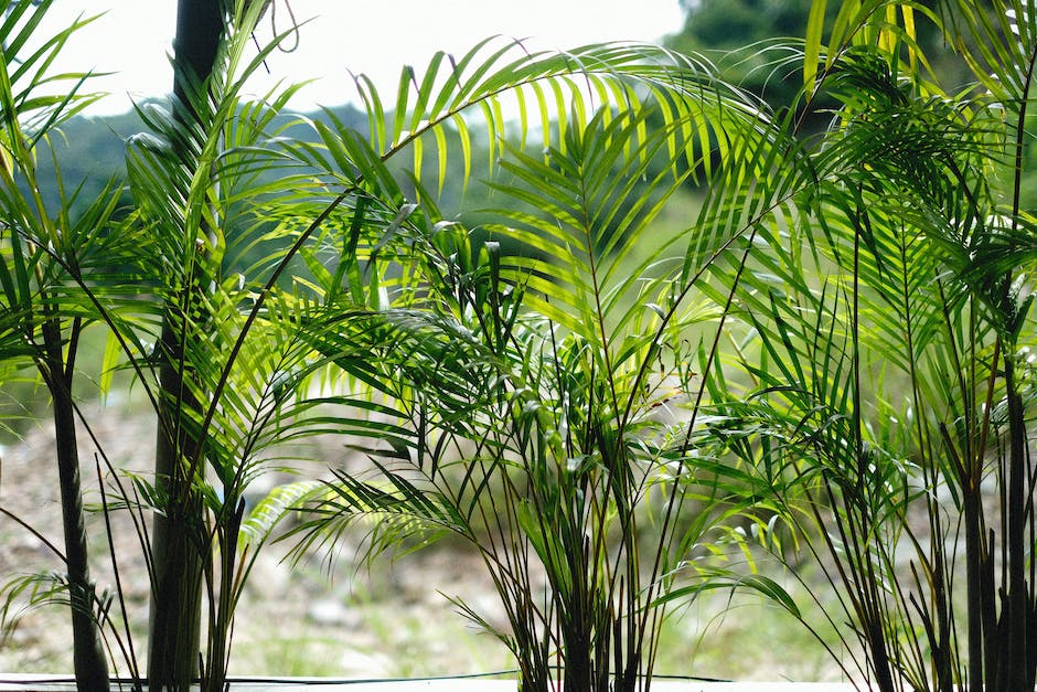  erde für palmen im garten wählen