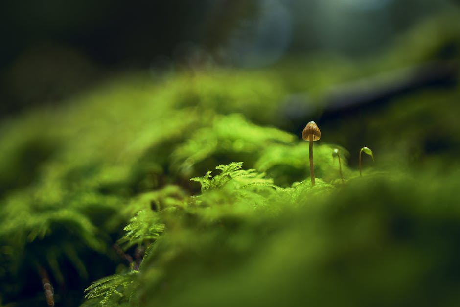 Entdecke welche Pilze auf deiner Wiese wachsen Ein Leitfaden für