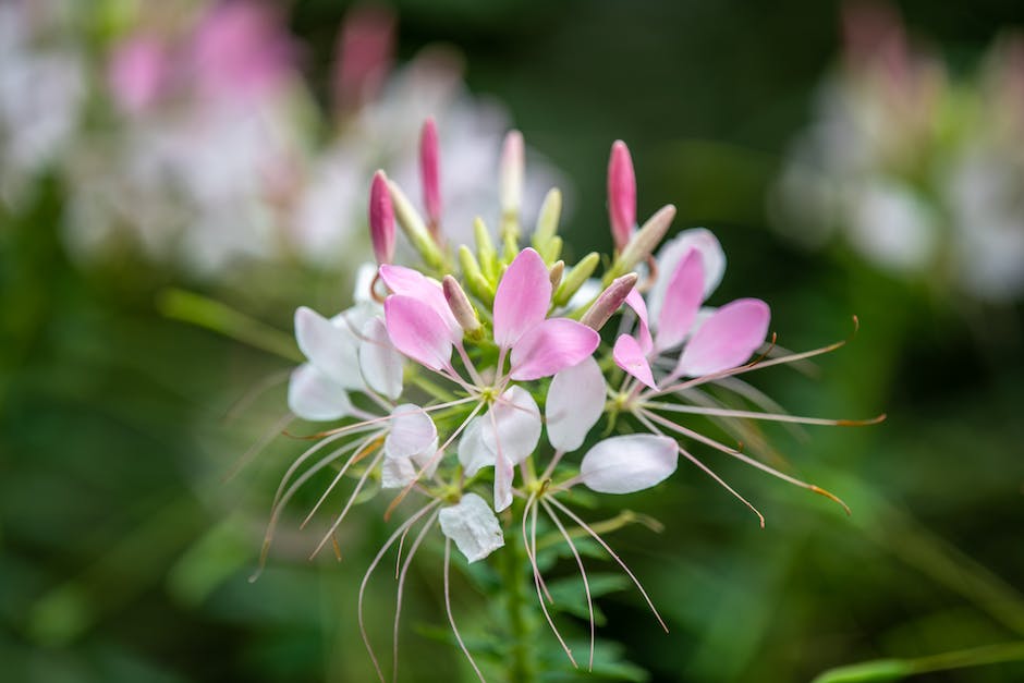 10 Sträucher, die perfekt für Ihren kleinen Garten sind Jetzt entdecken!