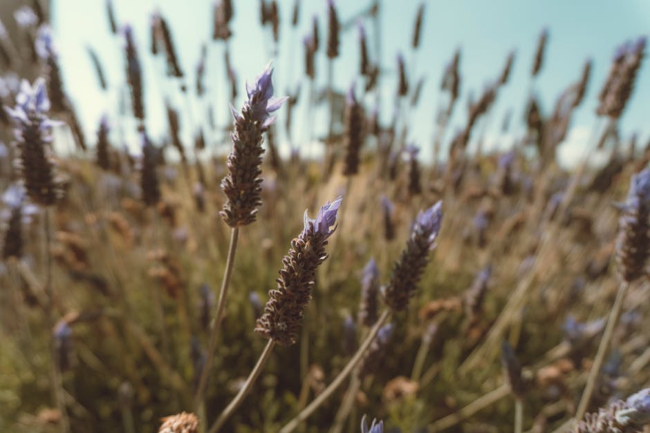 Lavendel für den Garten auswählen